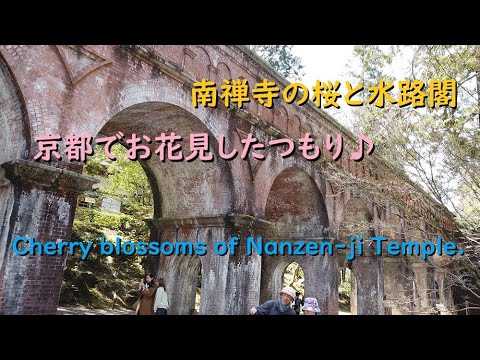 南禅寺の桜と水路閣2020、京都で花見をしたつもり♪【Cherry blossoms of Nanzen-ji Temple of Kyoto.】