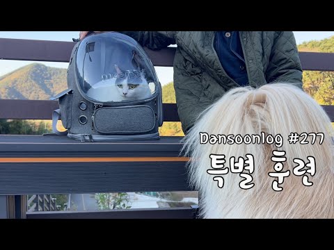 SUB 단순로고277 제주로 떠날 준비 #2 댕냥이들 특별 훈련 vlog