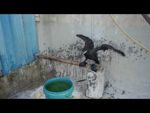 Great cormorant eats the whole fish instantly - Incredible bird!