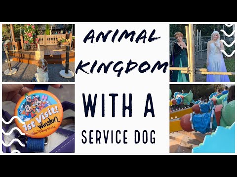 How I Do Animal Kingdom in Disney World with My Service Dog | Winston