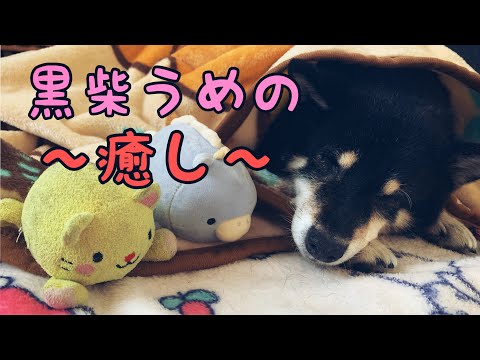 【癒し系】黒柴・保護犬うめの冬支度