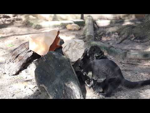 Coati hunts for bugs