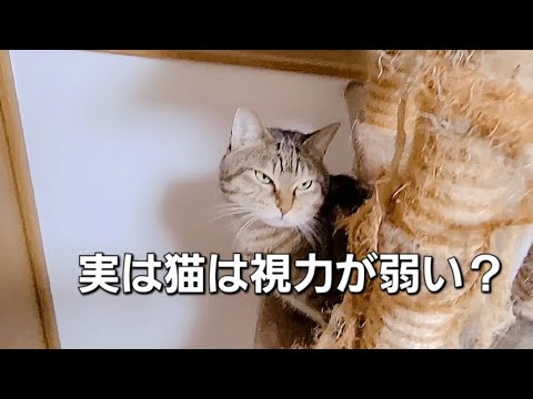 「猫は近視？それとも優れた目を持つ？」【猫の豆知識】