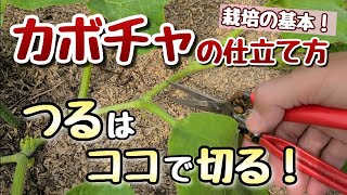 【カボチャ】仕立て方法の基本～親づるの摘心と子づるの芽かき～