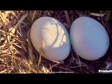 Afternoon Close Ups with the Eggs (Nov. 16, 2024)