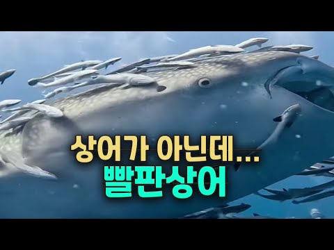 What kind of animal is a shark sucker?