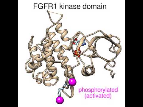 Morphing FGFR1 kinase domain