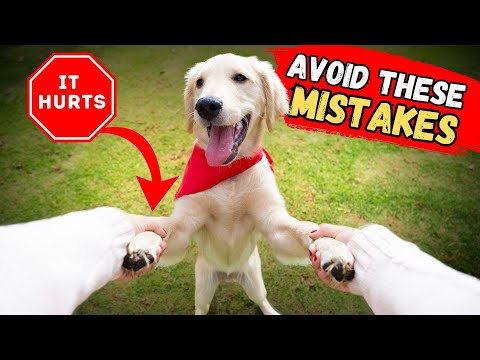 Do Not Do This To Your Dog | It HURTS Emotionally