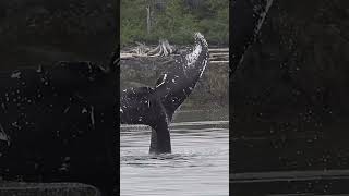 Humpback whale angrily expresses his or her opinion about a passing boat!!!!