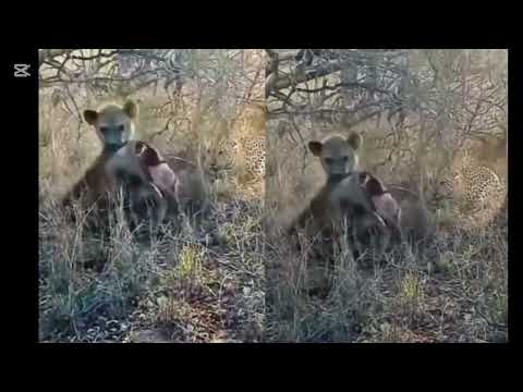 Top animals Kenya