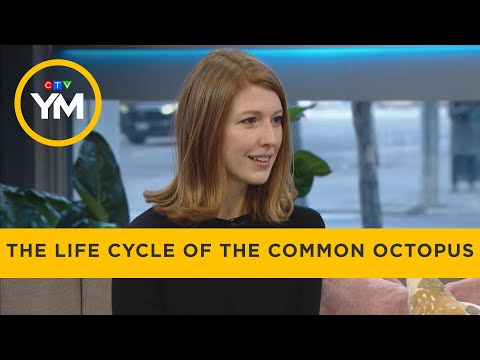 The Life Cycle of the Common Octopus | Your Morning