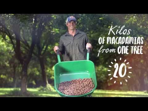 Macadamia harvesting fun facts