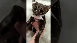 Funny Cat Moments 😂😂 episode 22 #funnycats #cats #funnyanimals #pets