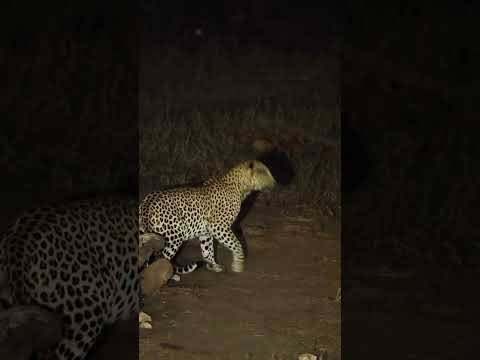 Leopard.#LeopardLove #SafariAdventures#ExploreUganda