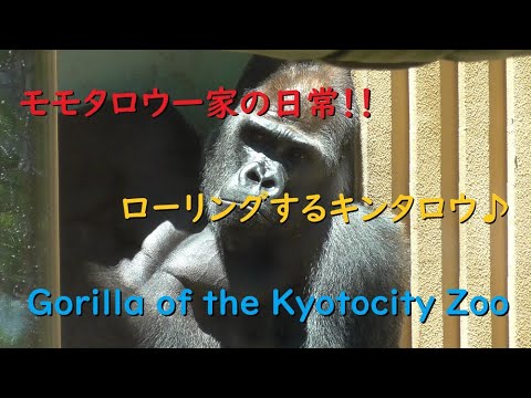 【ゴリラ】モモタロウ一家の日常・京都市動物園【Gorilla of the Kyotocity Zoo】