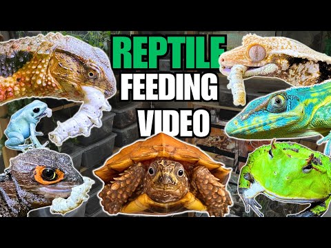 FEEDING MY PET REPTILES SILKWORMS! LIZARDS, TURTLES, FROGS AND MORE! SILKWORM FEEDING VIDEO