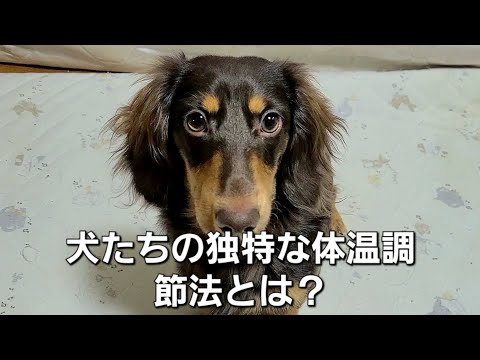 「ハフハフと舌びらめ！犬たちの独特な体温調節法とは？」