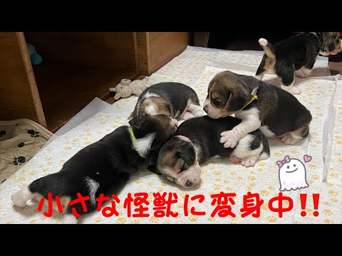 [ビーグル]子犬たちは小さな怪獣へ変身中(コマ)