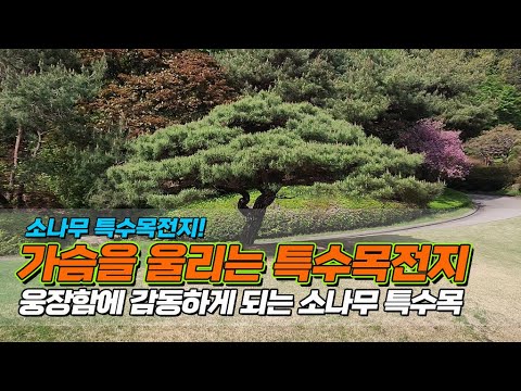 소나무 특수목전지! 가슴을 울리는 특수목전지! 웅장함에 감동하게되는 소나무특수목 / Make a cool pine tree cooler