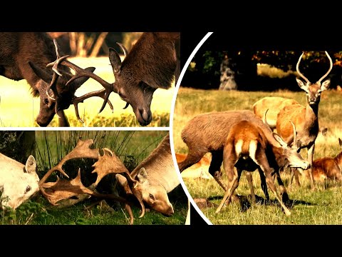 FALLOW & RED DEER RUT 2024  👀  Learning To Fight  👀  Tatton Park