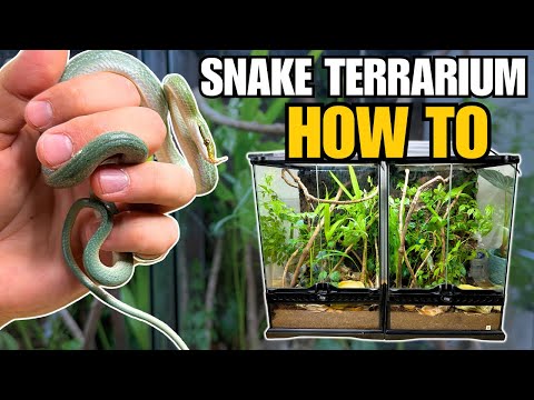 UPGRADING RHINOCEROS RATSNAKES INTO BIOACTIVE TERRARIUMS!