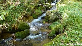 A stream in the small woods