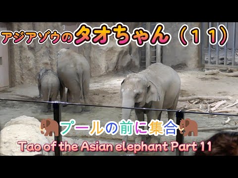 アジアゾウのタオちゃん（１１）🐘プールの前に集合🐘（円山動物園）Tao of the Asian elephant Part 11