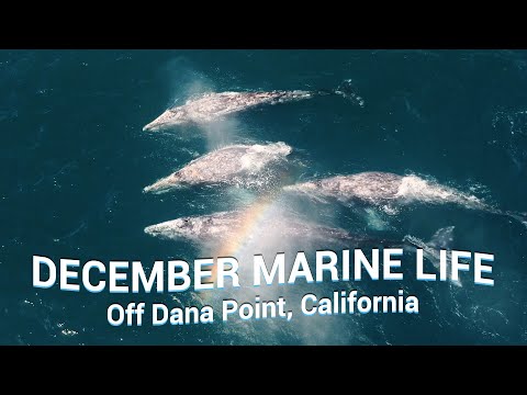 WHALES & DOLPHINS You Could See in DECEMBER off Dana Point, CA 🐳🐬