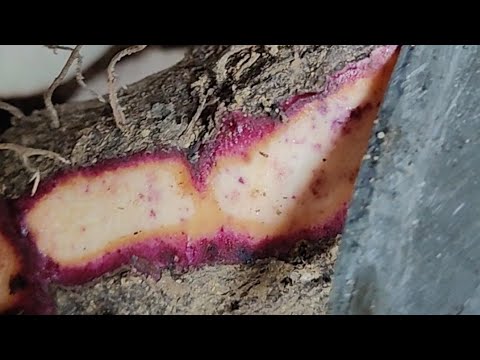 Let's Peel Purple Yum #satisfying #asmr #rootcrops #yum