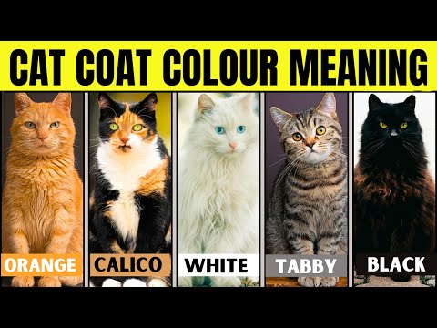 What Your Cat's Coat Color Reveals About Their Personality and Health