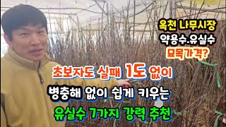 옥천 최대 묘목시장에서 올해 병충해 없는 인기 품종 유실수 10가지 추천