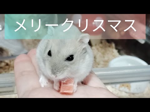 ハムスターとクリスマス（ピク）#ハムスター #hamsters #クリスマス #可愛い #cute #ジャンガリアンハムスター #手乗りハムスター