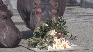 最長寿カバの誕生会　かみね動物園