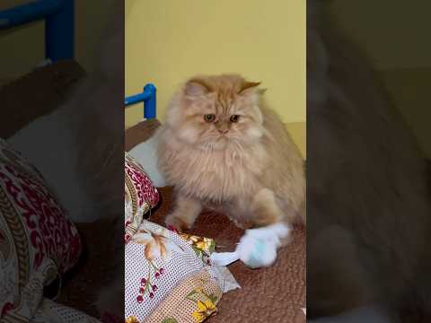 Kitten Adorable Reaction While Playing with a Ball! 🐾😂