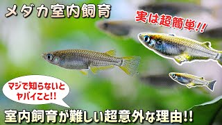 【知らないとヤバイ】メダカの室内（水槽）飼育が難しい超意外な理由｜簡単な対処法で育成が余裕に!?【赤玉土orソイル最強説】