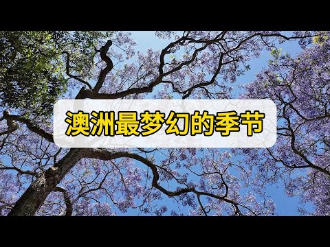 澳洲最梦幻的季节 紫花蓝天 悉尼周末海边蓝樱花