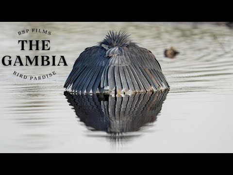 The Gambia - Bird Paradise