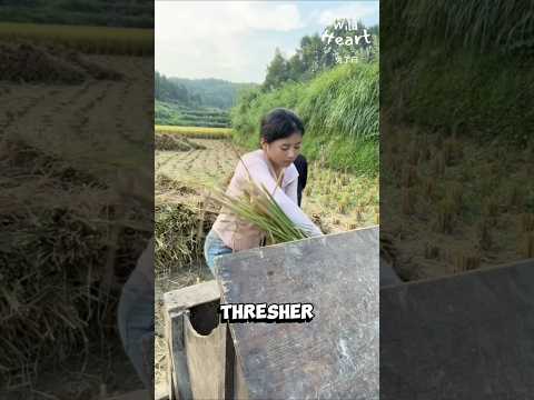 Foot-Powered Threshing