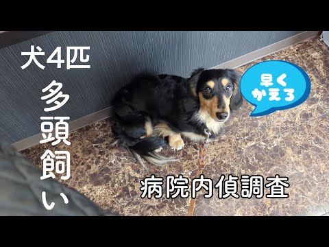 一刻も早く病院から脱出したい犬