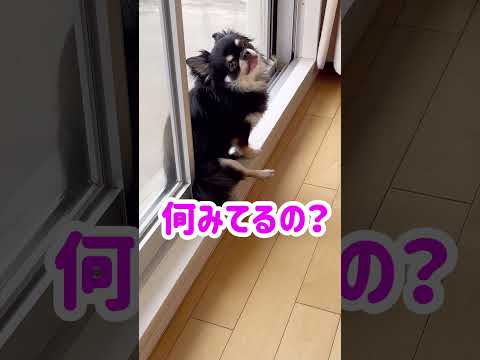 いつも窓際に座る僕！ブラックタンチワワの麦#shorts #チワワ #チワワと暮らす #dog #癒し #cutedogs #funnydogs