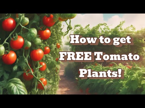 Here’s how you can get free tomato plant all season long!