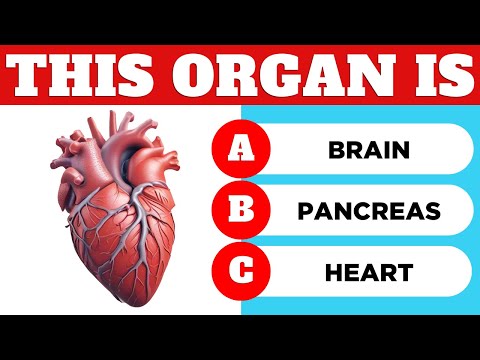 Human Body Part Challenge: Can You Guess the Organ?