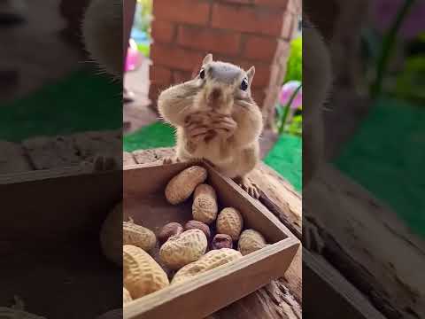 chipmunk shorts 👍.... #chipmunk #squirrel #animals