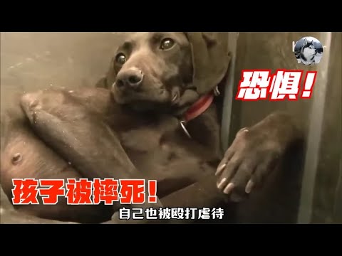 流浪狗6个孩子被摔死，自己也被打伤，阿姨付出终于得到回报