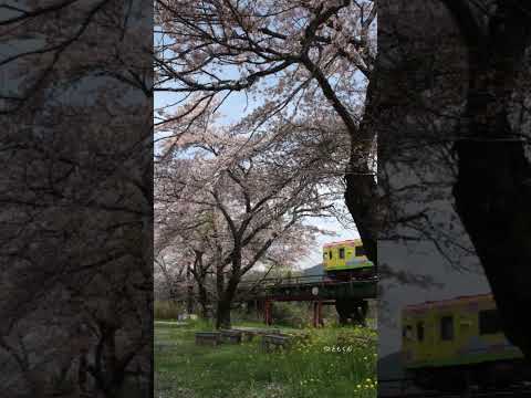 樽見鉄道　木知原－谷汲口　桜と鉄橋 #鉄道