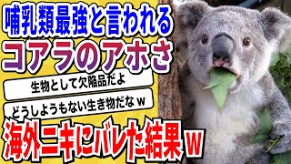 【2ch動物スレ】哺乳類最強のアホ「コアラ」頭の悪さがついに海外ニキにもバレてしまう→海外ニキの反応がコチラwwwww【なんj】