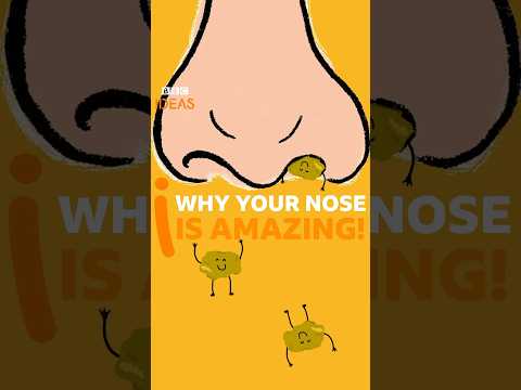 Why your NOSE is amazing! #Nose #Anatomy #BBCIdeas