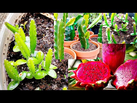 How To Care Succulent Indoor Plants in Winter | How To Grow Succulent Plants in January Month