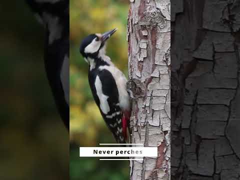 Opportunity vs Birds Nature Quotes