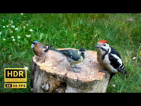 37min of Forest Bird Sounds - Sons d'oiseaux de la forêt